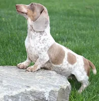 Oliver choc/tan sm m, a male Miniature Dachshund for sale in Crawford, CO – Photo 3 of 7
