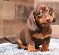 Oliver choc/tan sm m, a male Miniature Dachshund for sale in Crawford, CO – Photo 1 of 7