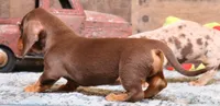 Oliver choc/tan sm m, a male Miniature Dachshund for sale in Crawford, CO – Photo 5 of 7