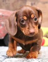 Oliver choc/tan sm m, a male Miniature Dachshund for sale in Crawford, CO – Photo 4 of 7