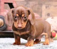 Oliver choc/tan sm m, a male Miniature Dachshund for sale in Crawford, CO – Photo 6 of 7