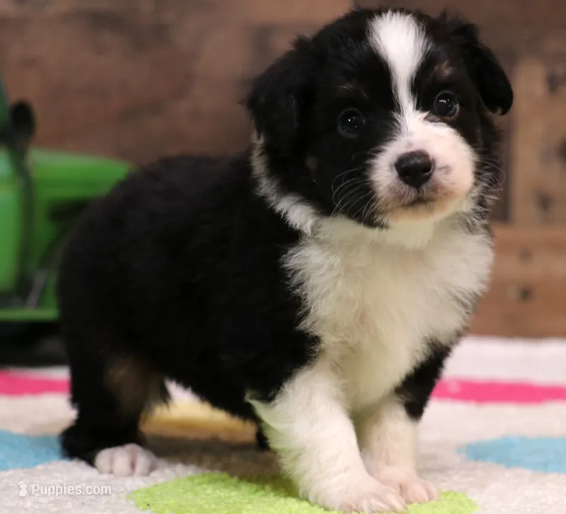 Cookie – Toy Australian Shepherd puppy for sale in Crawford, CO