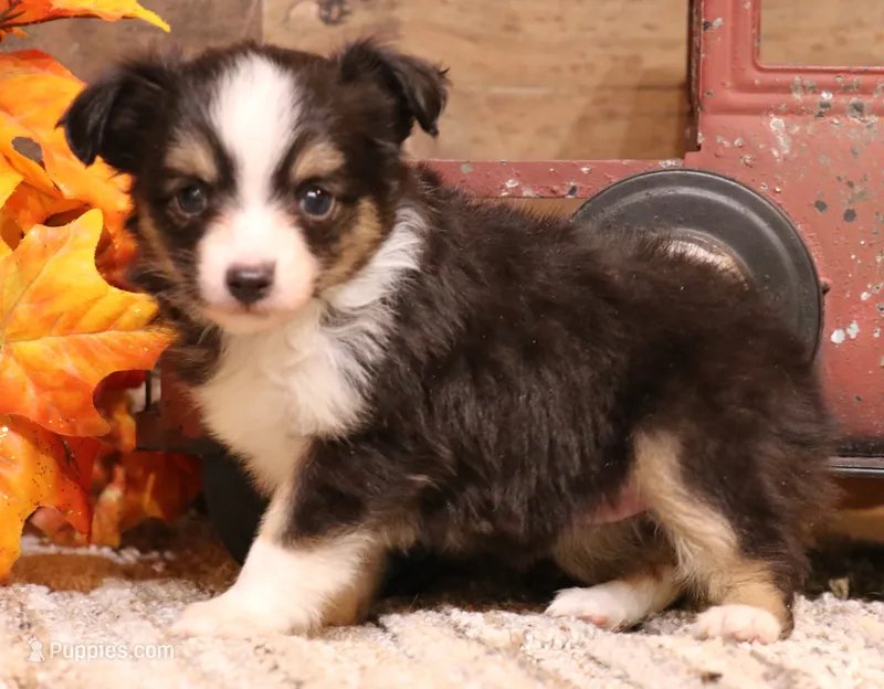 Luna black-tri f – Toy Australian Shepherd puppy for sale in Crawford, CO