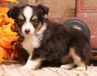 Luna black-tri f, a female Toy Australian Shepherd for sale in Crawford, CO – 1 of 7