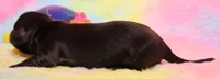 Ely black m, a male Miniature Dachshund for sale in Crawford, CO – 3 of 4