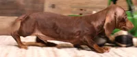 Wes, a male Miniature Dachshund for sale in Crawford, CO – 2 of 6