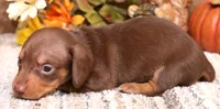 Buttercup choc/tan smooth female, a female Miniature Dachshund for sale in Crawford, CO – 3 of 7