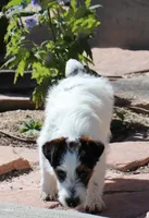 Warren is a shorty, a male Jack Russell Terrier for sale in Crawford, CO – 2 of 10