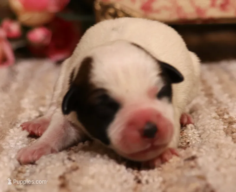 Stew is a shorty – Jack Russell Terrier puppy for sale in Crawford, CO