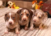 Olive Isabella/tan Pied smooth f, a female Miniature Dachshund for sale in Crawford, CO – 5 of 7