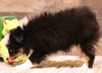 Twila, a female Toy Australian Shepherd for sale in Crawford, CO – 4 of 10
