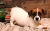 Sailor is a shorty, a female Jack Russell Terrier for sale in Crawford, CO – 3 of 10