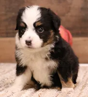 Rudy black-tri Toy m, a male Toy Australian Shepherd for sale in Crawford, CO – Photo 4 of 5