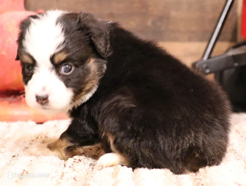 Rudy black-tri Toy m – Toy Australian Shepherd puppy for sale in Crawford, CO