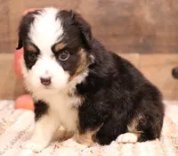 Rudy black-tri Toy m, a male Toy Australian Shepherd for sale in Crawford, CO – Photo 3 of 5