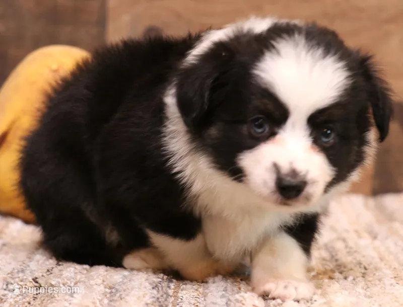 Carrie black-tri full white collar – Toy Australian Shepherd puppy for sale in Crawford, CO