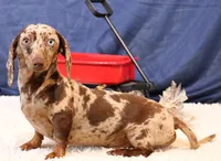 Watson black/tan smooth, a male Miniature Dachshund for sale in Crawford, CO – 4 of 5