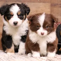 Flossie small Toy, a female Toy Australian Shepherd for sale in Crawford, CO – Photo 2 of 6