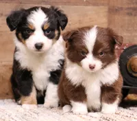 Flossie small Toy, a female Toy Australian Shepherd for sale in Crawford, CO – Photo 2 of 6