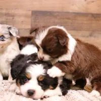 Flossie small Toy, a female Toy Australian Shepherd for sale in Crawford, CO – Photo 4 of 6