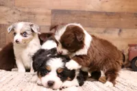 Flossie small Toy, a female Toy Australian Shepherd for sale in Crawford, CO – Photo 4 of 6