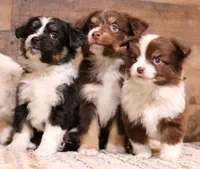 Flossie small Toy, a female Toy Australian Shepherd for sale in Crawford, CO – Photo 3 of 6