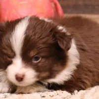 Flossie small Toy, a female Toy Australian Shepherd for sale in Crawford, CO – Photo 5 of 6
