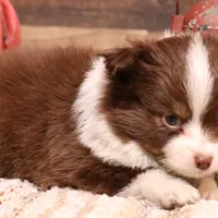 Flossie small Toy, a female Toy Australian Shepherd for sale in Crawford, CO – Photo 6 of 6