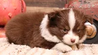 Flossie small Toy, a female Toy Australian Shepherd for sale in Crawford, CO – Photo 6 of 6
