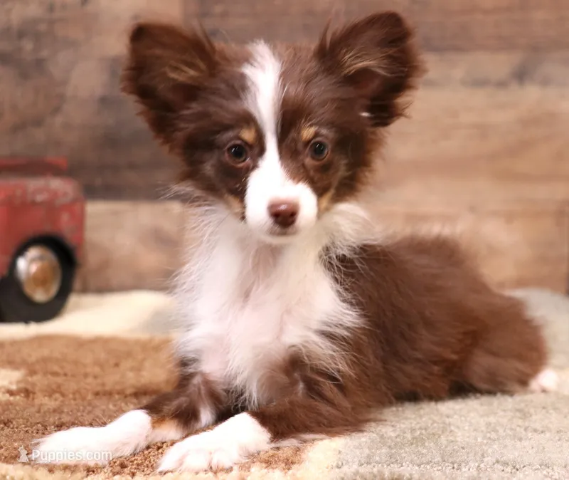 Flossie small Toy – Toy Australian Shepherd puppy for sale in Crawford, CO