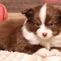 Flossie small Toy, a female Toy Australian Shepherd for sale in Crawford, CO – Photo 1 of 6