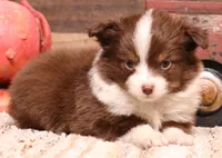 Flossie small Toy, a female Toy Australian Shepherd for sale in Crawford, CO – Photo 1 of 6