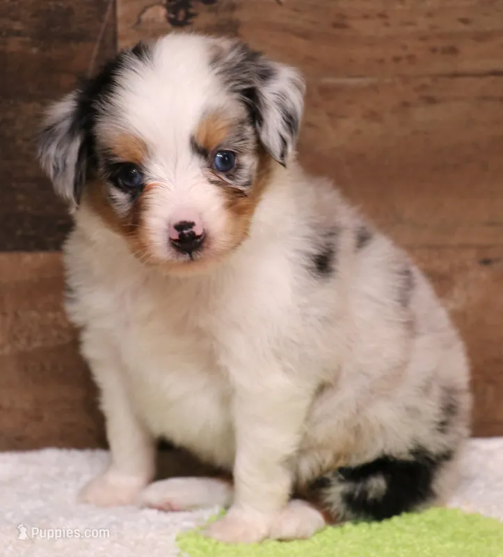 Candy blue merle Toy female – Toy Australian Shepherd puppy for sale in Crawford, CO