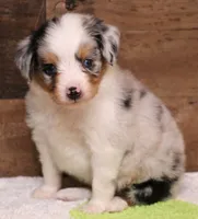 Candy blue merle Toy female, a female Toy Australian Shepherd for sale in Crawford, CO – 1 of 10