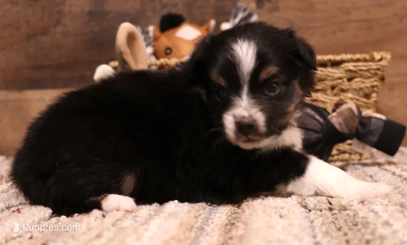 Cora black tri female – Toy Australian Shepherd puppy for sale in Crawford, CO