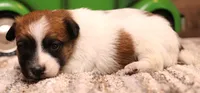 Sawyer is a shorty male, a male Jack Russell Terrier for sale in Crawford, CO – 5 of 9