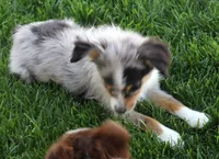Fairy blue merle brown eyes, a female Toy Australian Shepherd for sale in Crawford, CO – 3 of 7