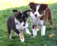 Flora red-tri, a female Toy Australian Shepherd for sale in Crawford, CO – 3 of 6