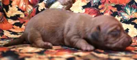 Wanda red female, a female Miniature Dachshund for sale in Crawford, CO – 2 of 5