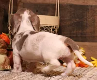Olympia, a female Miniature Dachshund for sale in Crawford, CO – 2 of 8