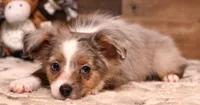 Jade blue merle f, a female Toy Australian Shepherd for sale in Crawford, CO – 4 of 6