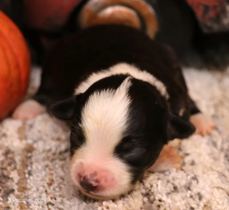 Ivory black-tri f – Toy Australian Shepherd puppy for sale in Crawford, CO