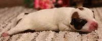 Smith is a shorty, a male Jack Russell Terrier for sale in Crawford, CO – 2 of 5