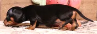 Snoopy black/tan smooth, a female Miniature Dachshund for sale in Crawford, CO – Photo 2 of 6