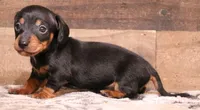 Snoopy black/tan smooth, a female Miniature Dachshund for sale in Crawford, CO – Photo 4 of 6