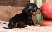 Snoopy black/tan smooth, a female Miniature Dachshund for sale in Crawford, CO – Photo 3 of 6