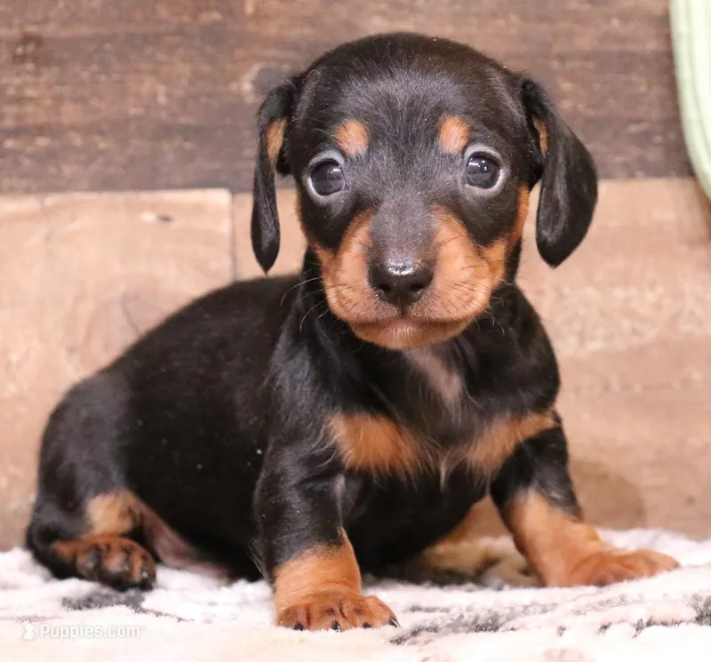 Snoopy black/tan smooth – Miniature Dachshund puppy for sale in Crawford, CO