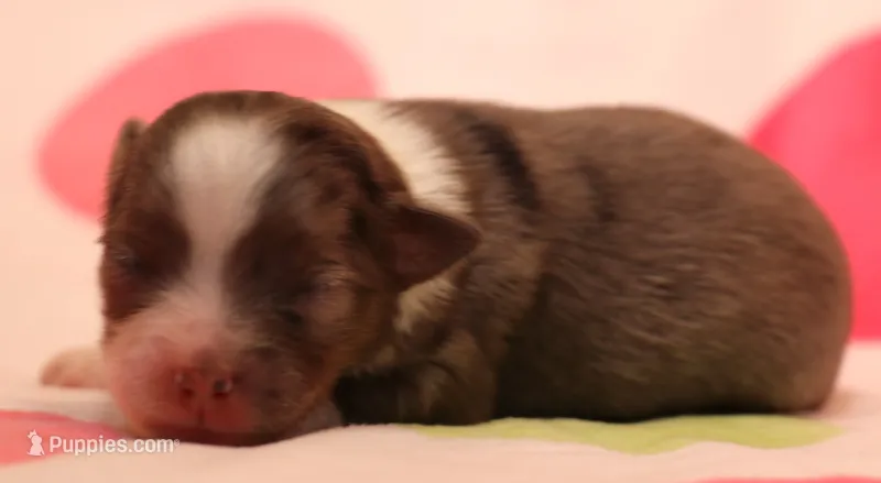 Jade – Toy Australian Shepherd puppy for sale in Crawford, CO
