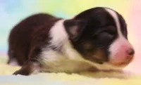 Lucy Black-tri Toy Aussie, a female Toy Australian Shepherd for sale in Crawford, CO – 1 of 3