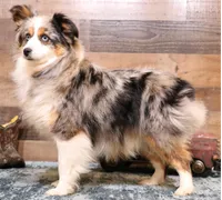 Twila, a female Toy Australian Shepherd for sale in Crawford, CO – 7 of 7